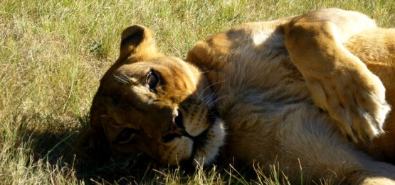 Baghira the lovely lionness at LIONSROCK