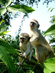 Baby monkeys in South Africa