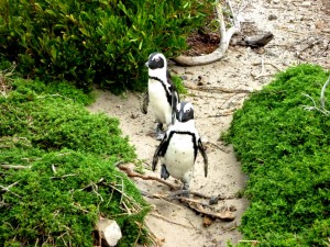 Penguin volunteering