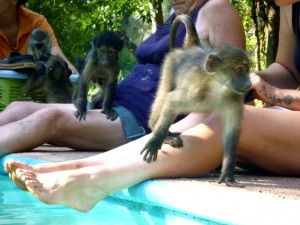 Playful cheeky monkeys