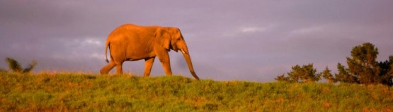 sunrise walk with elephants