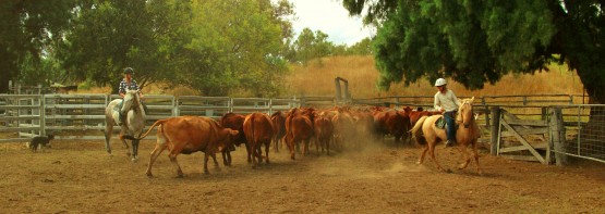 Cattle mustering on a farm in Australia