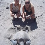 Volunteer with turtles in Costa Rica