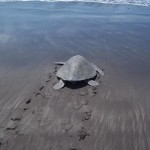Volunteering with turtles in Costa Rica