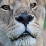 A lion looks at the camera at LIONSROCK