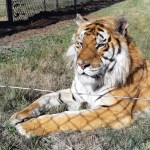 Tiger Caruso has been rescued to LIONSROCK big cat sanctuary