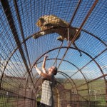 Volunteer with lions in South Africa