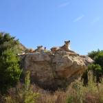 Lions at LIONSROCK overlooking the sanctuary