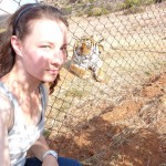 Volunteer with tigers