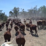 paid work in Australia