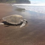 Oyster reviews: volunteering with turtles in Costa Rica