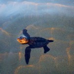 Volunteering with turtles in Costa Rica