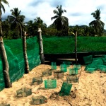 The turtle hatchery in Costa Rica