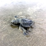 Baby turtle release