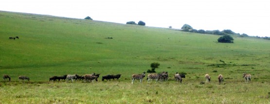 Game ranger in South Africa course