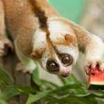 A rescued animal in Thailand enjoys some watermelon