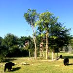 Sun bears in their new home at the wildlife sanctuary in Thailand