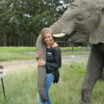 Volunteer with elephants in South Africa