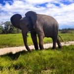 Elephant volunteering