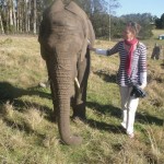 Volunteer with elephants in South Africa