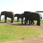 Elephants grazing in South Africa