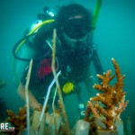 Oyster Reviews: Marine conservation and diving in Thailand