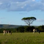 Zebras graze peacefully at the Big 5 game reserve in South Africa