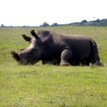 Rhino at the Big 5 game reserve in South Africa