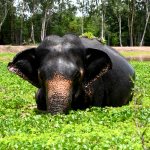 An elephant bathes in a pool in Thailand