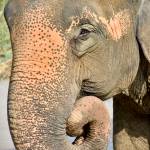 An elephant at the sanctuary