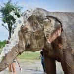 An elephant enjoys a bath in Thailand