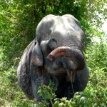 An elephant grazes in the sanctuary in Thailand