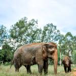 A mother elephant with her baby