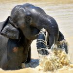 An elephant enjoys playing wtih a tyre enrichment at the elephant sanctuary