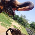 A mother and baby elephant at the sanctuary in Thailand