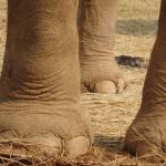 The feet of an adult elephant are huge