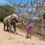 A volunteer in Thailand looks after a rescued elephant