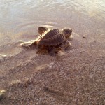 Oyster reviews: volunteering with turtles in Costa Rica