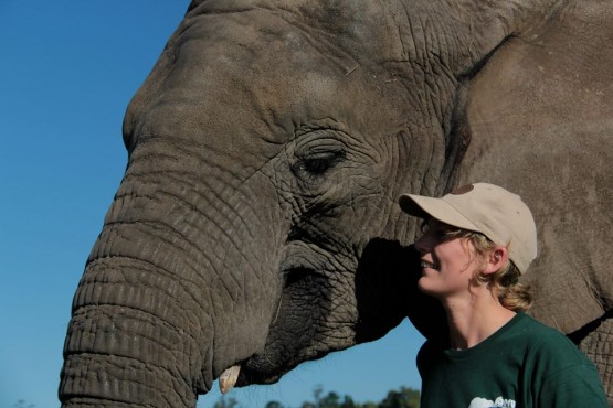 Elephant volunteering in South Africa