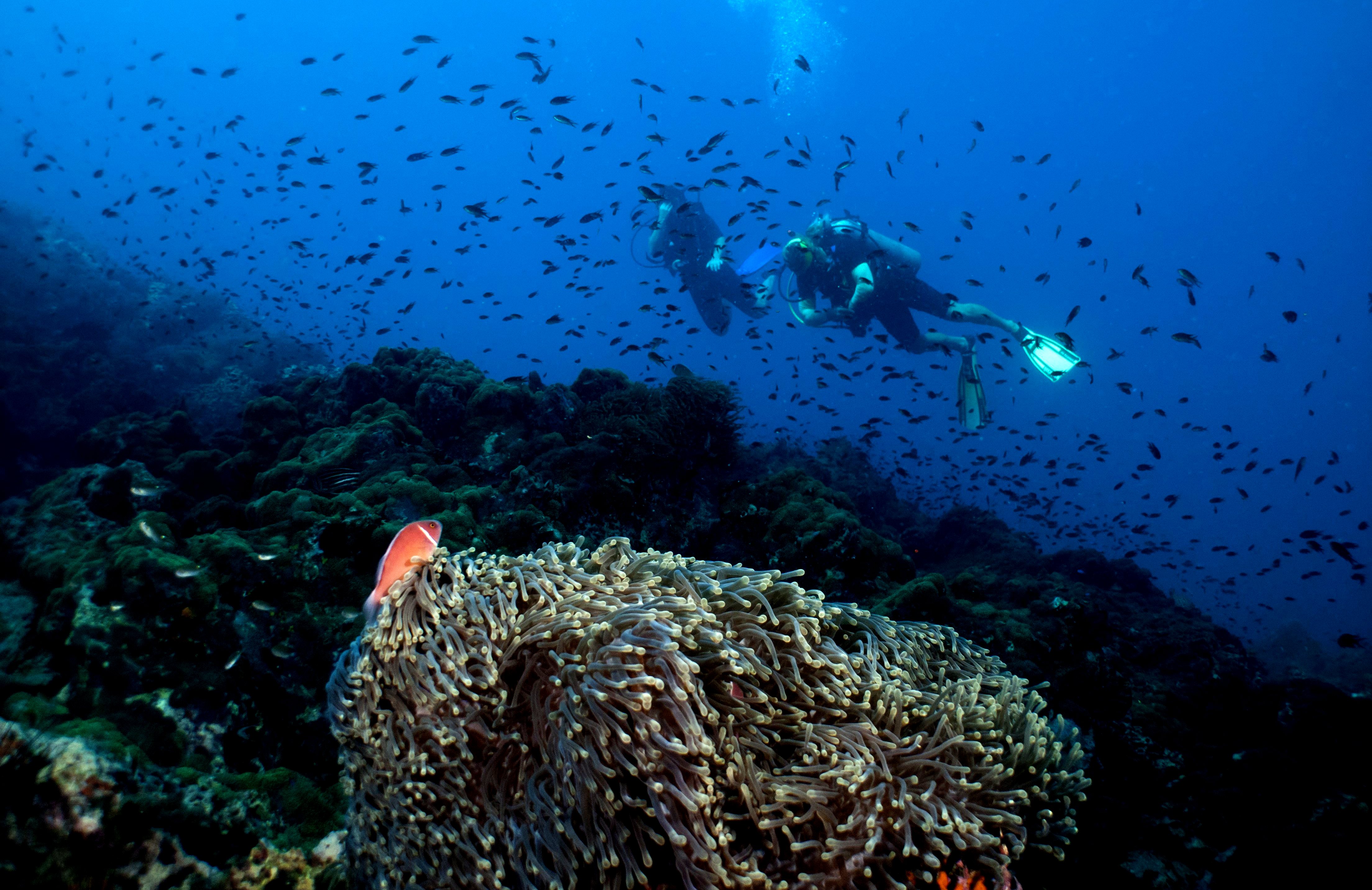 Marine conservation internships in Thailand - Oyster