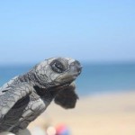 Volunteering with turtles in Thailand