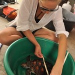 Volunteering with turtles in Thailand