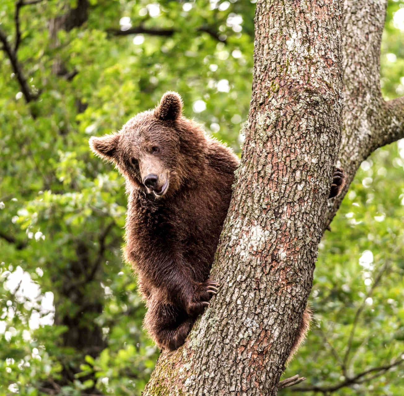 A bear at the sanctuary in Romania looks out over its new home