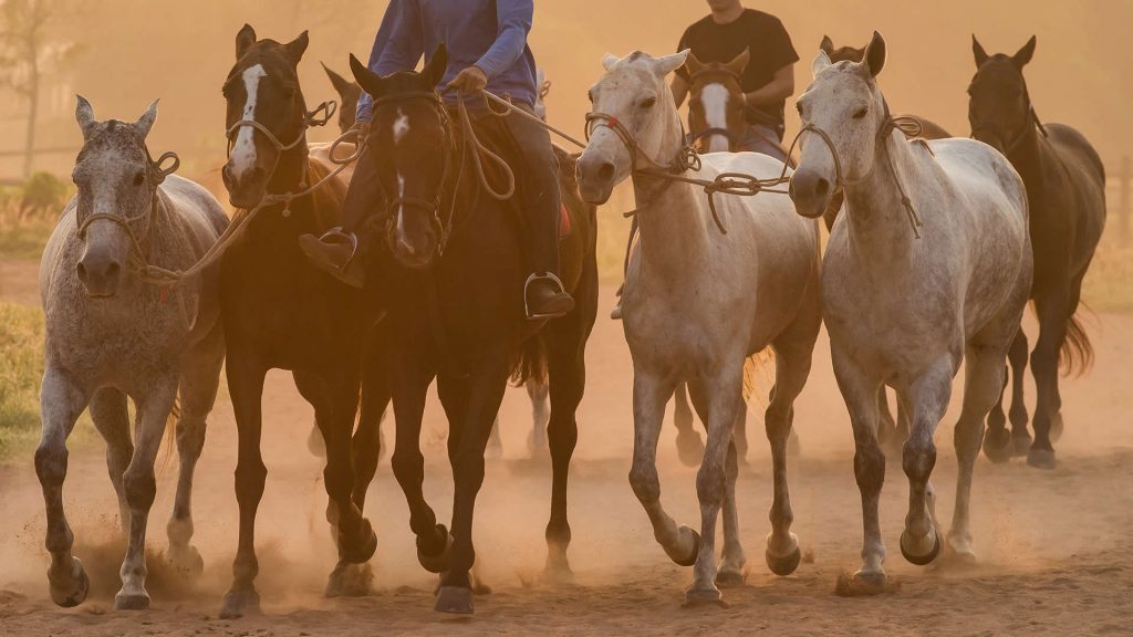 A rider leads horses across a farm