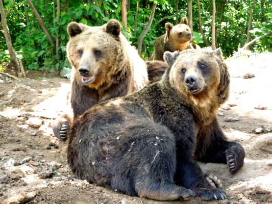 International Save Bears Day
