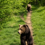 Emma B Romania bears