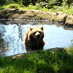 A bear at the sanctuary in Romania enjoys playing in the pool