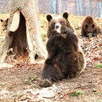 Three bears enjoy their food at the sanctuary in Romania