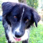 A sanctuary dog greets the bear volunteers