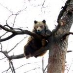 A bear up a tree in Romania at the bear sanctuary